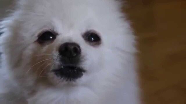 File:Gabe the dog.jpg