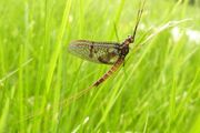 Mayfly