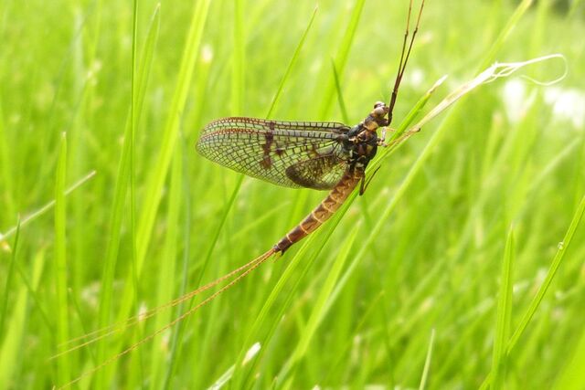 File:Mayfly.jpg
