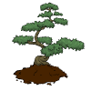 Bonsai