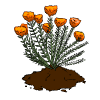 Butterfly Weed