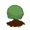 Boxwood