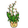 Cinnamon Toast Crunch Plant