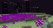 Dragons Breath