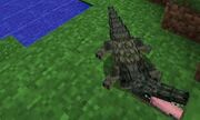 Crocodile