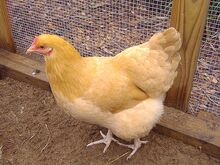 Chicken