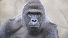 Harambe-22-1