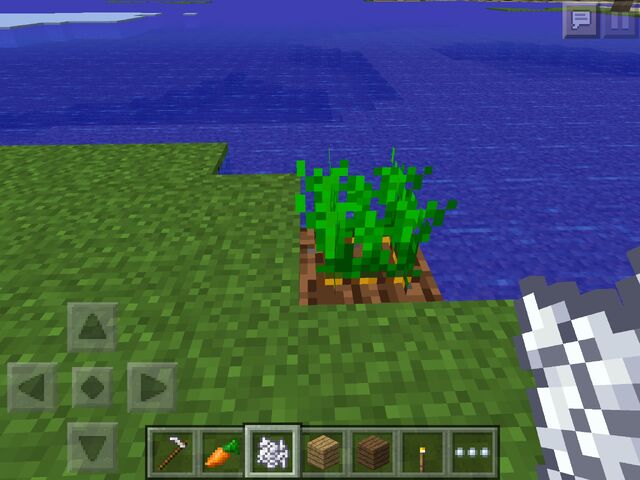 File:Carrot 4.jpg