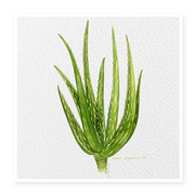 Aloe-vera