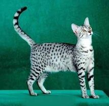 Mau Egipcio