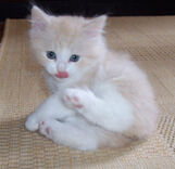 Cymric bebe