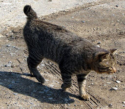 Bobtail-japones negro