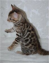 Bengal bebe