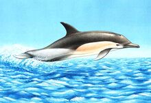 Delfin.jpg