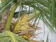 Flor de coco.jpg