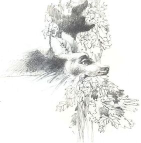 Cierva blanca