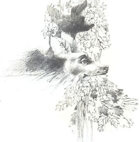 Cierva blanca.jpg