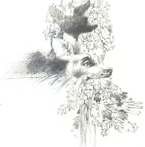 Archivo:Cierva blanca.jpg