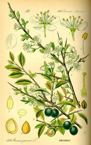 Schlehdorn Prunus spinosa thome flora p.518.jpg