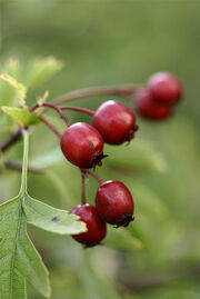 Weißdorn (Crataegus) Früchte.jpg