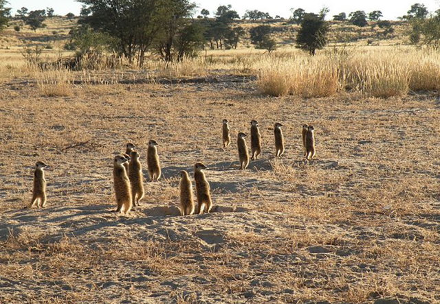 File:Sanchez Mob.png