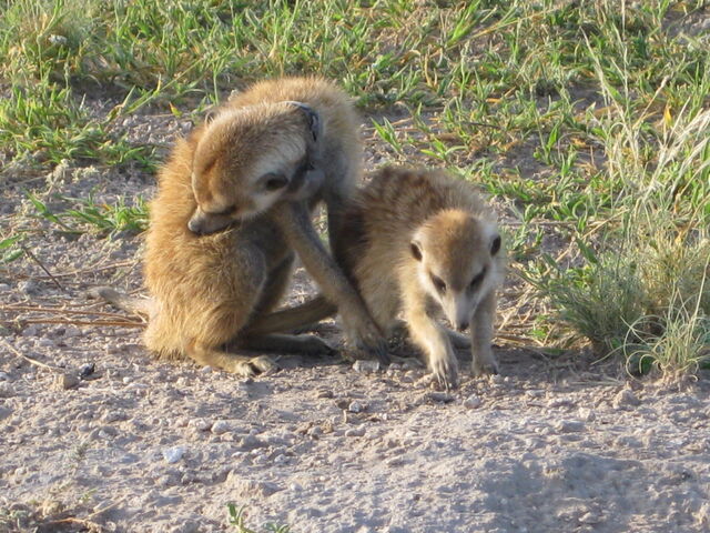 File:Mittens and Matt.jpg