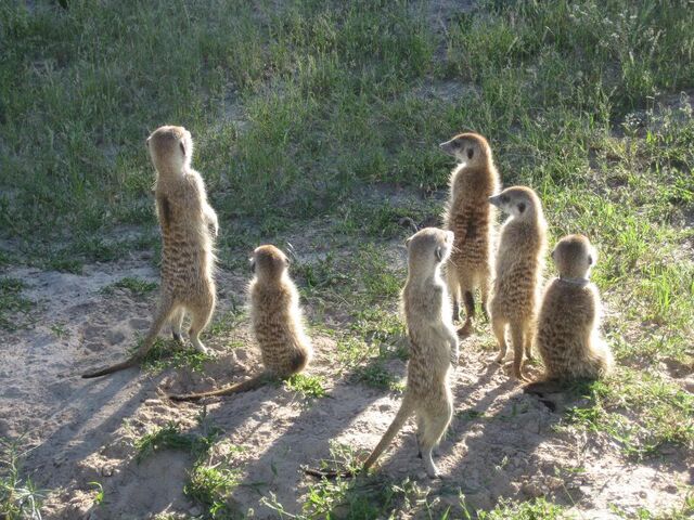 File:Mongoose Mob.jpg