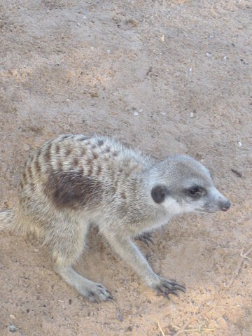 File:Wolfie JaXX.jpg