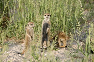 Rabbit, Qually and Kangaroo