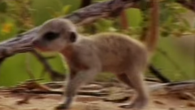 File:Pink Mouse .png