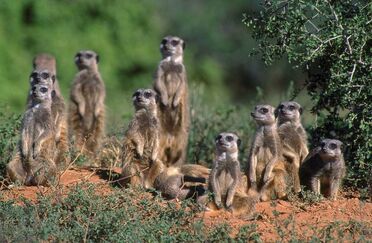 Meerkats-011
