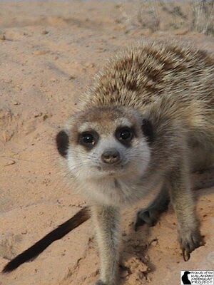 Baddiel Whiskers