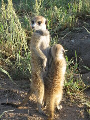 Panthera and Zak
