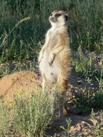 File:Loretta Warthog.jpg