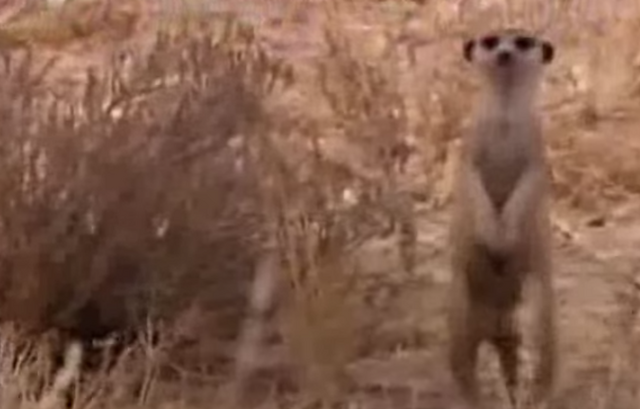 File:Unknown Male playing Peanut.png