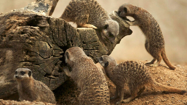 File:ГгMeerkat Family.jpg