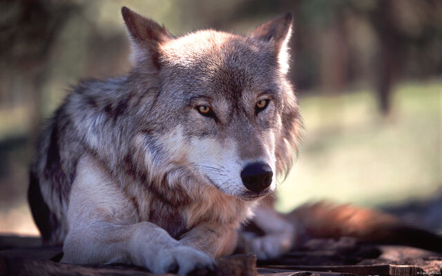 File:Wolf.jpg