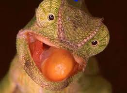 File:Chamaeleon 2.jpg