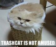 Trashcat