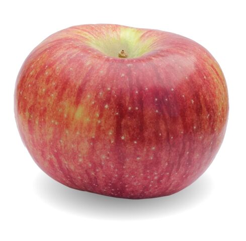 File:An Apple named Cortland.jpg