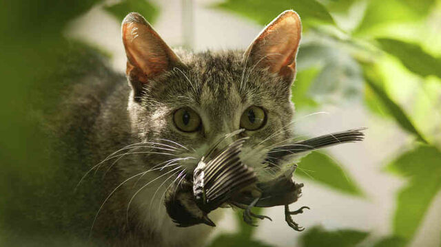 File:Filly please's other cat.jpg