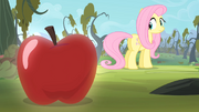 Fluttershy looking at an apple S4E07.png