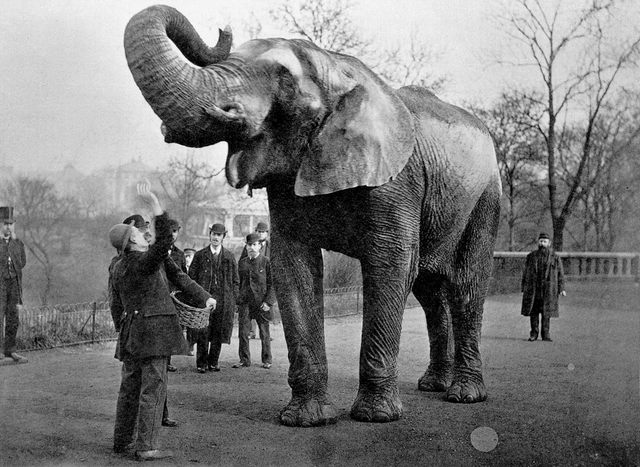 File:Jumbo and Matthew Scott.png