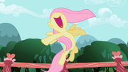 Fluttershy spiew.png