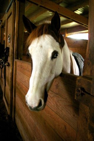 File:My favorite horse Skittles.jpg