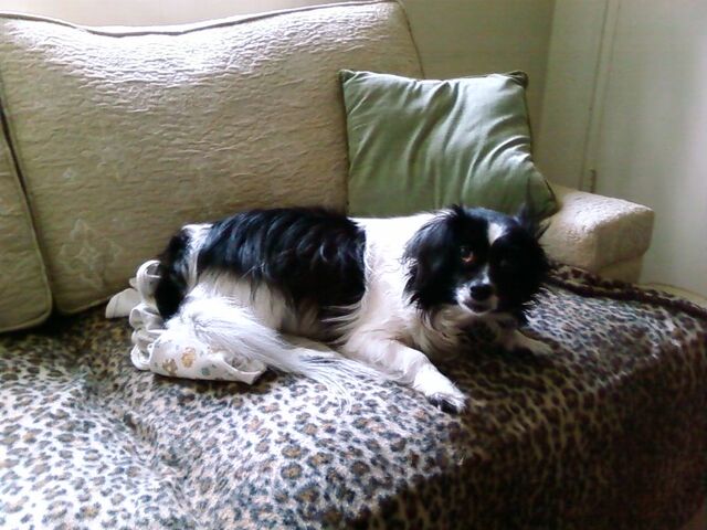 File:Tibbiedawg.jpg