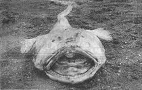 CanveyIslandMonsterimage