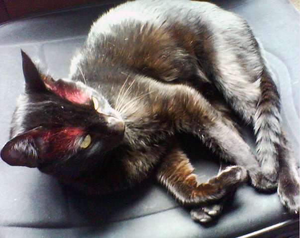 File:Nargacuga cosplay 6.png
