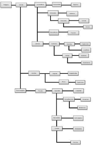 File:Evo3.png
