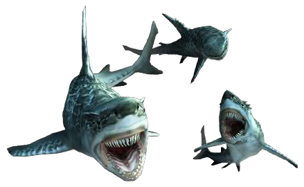 shark bay chat Super-alliances chez les dauphins de shark bay : ils sont la seule espèce autre que les humains à former des alliances à multiples niveaux sur le long terme. shark bay chat Super-alliances chez les dauphins de shark bay : ils sont la seule espèce autre que les humains à former des alliances à multiples niveaux sur le long terme.